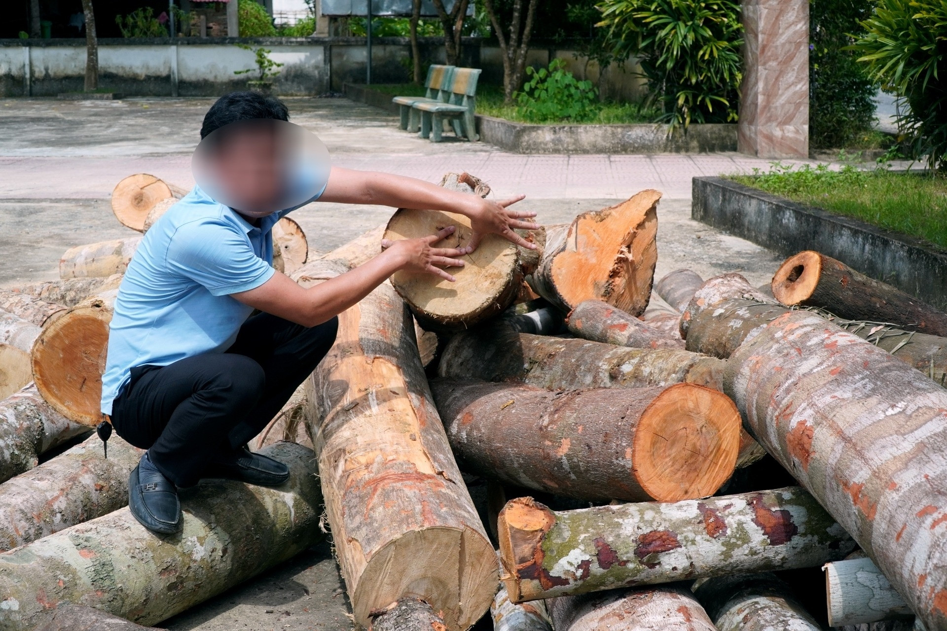 Ngang nhiên mở gần 100m đường vào rừng tự nhiên để đốn hạ hàng chục cây lấy gỗ