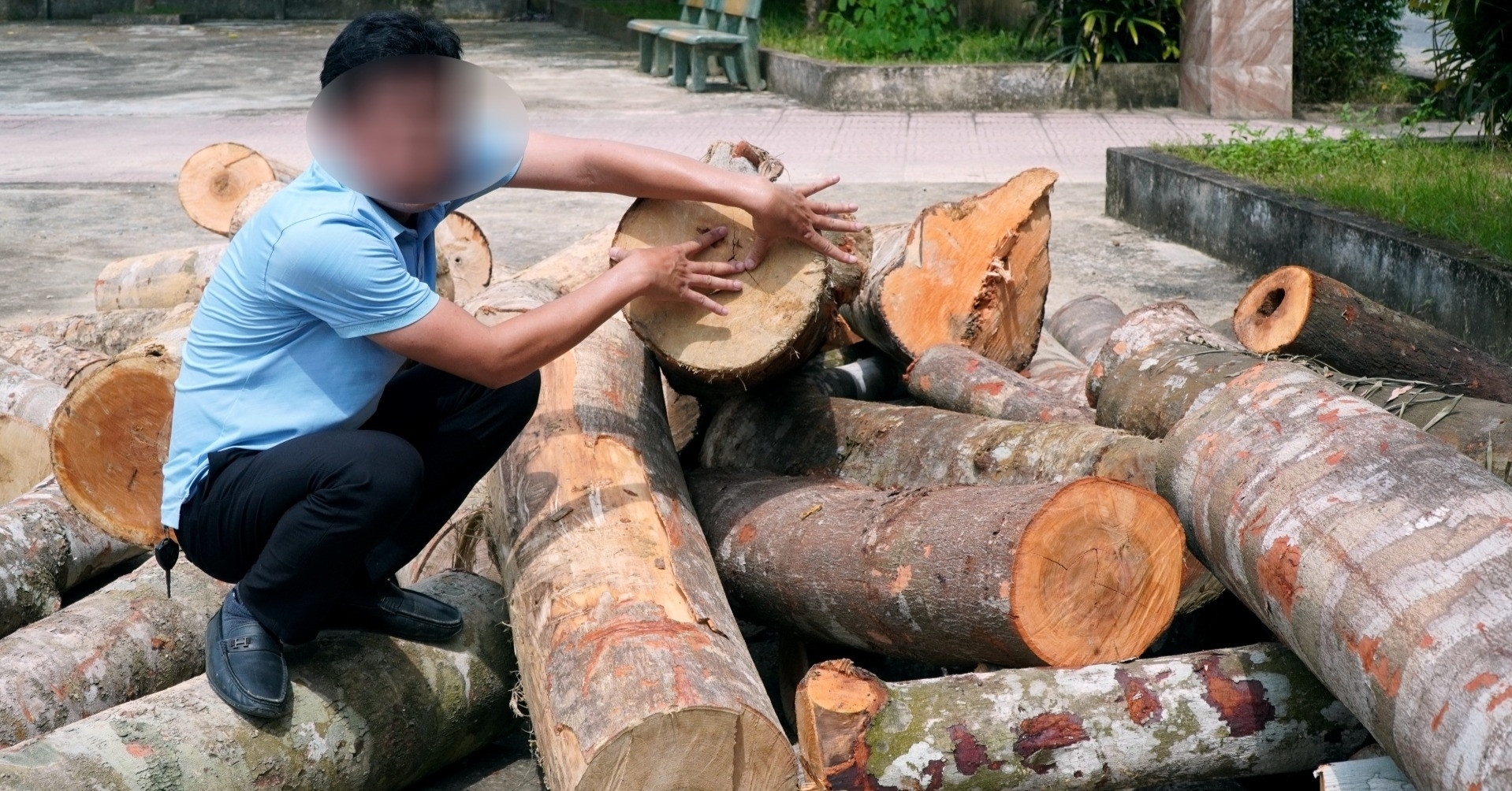 Ngang nhiên mở gần 100m đường vào rừng tự nhiên để đốn hạ hàng chục cây lấy gỗ