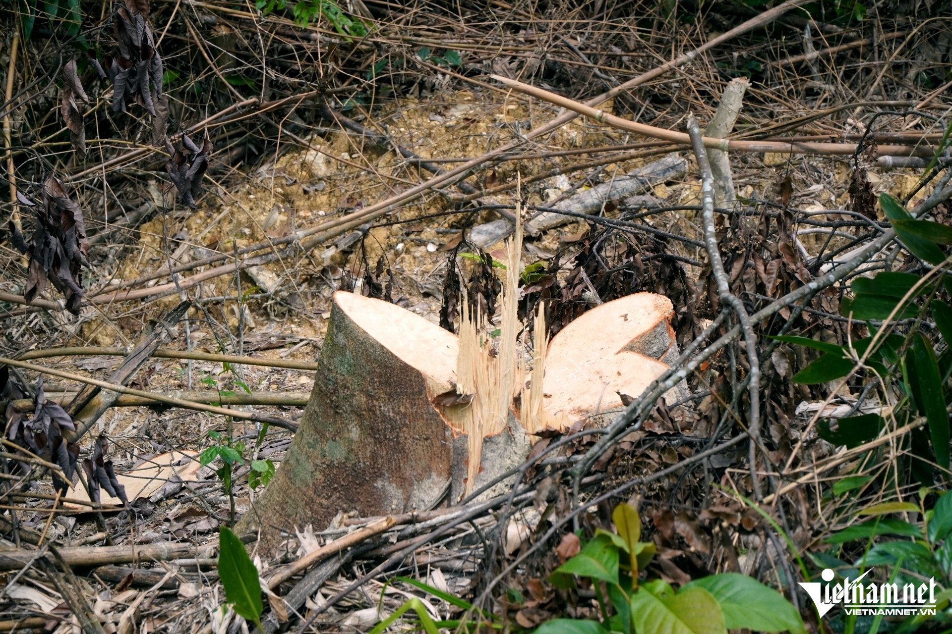 W-a2Hàng chục gốc cây rừng tự nhiên.JPG.jpg