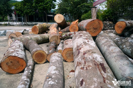 W-a5Hàng chục gốc cây rừng tự nhiên.JPG.jpg