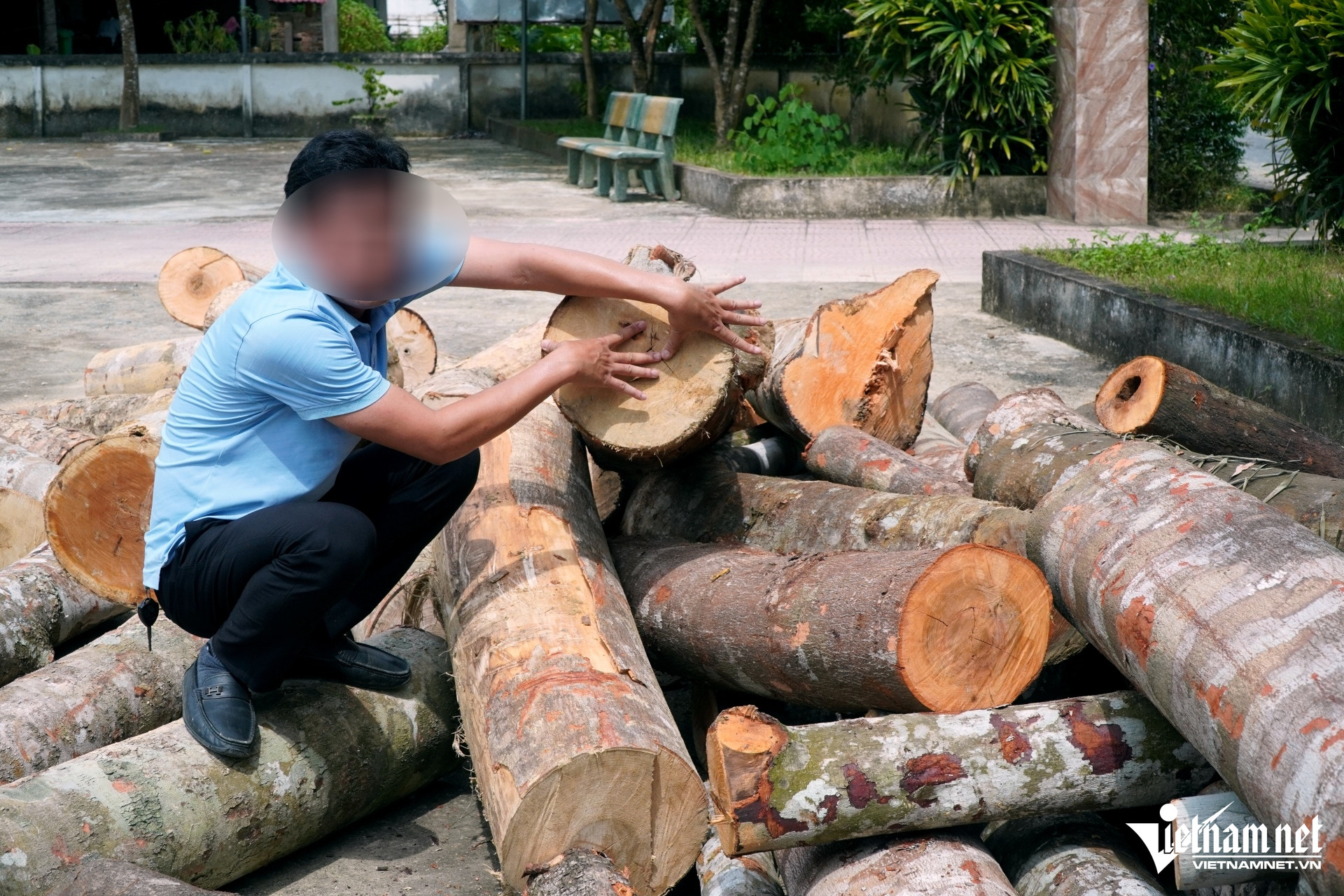 W-aHàng chục gốc cây rừng tự nhiên.JPG.jpg