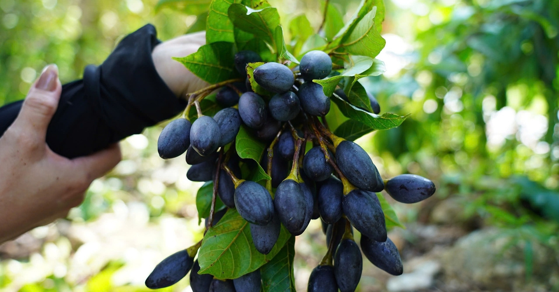 Cheo leo trên cây hái quả đặc sản, nông dân Hà Tĩnh bỏ túi tiền triệu mỗi ngày