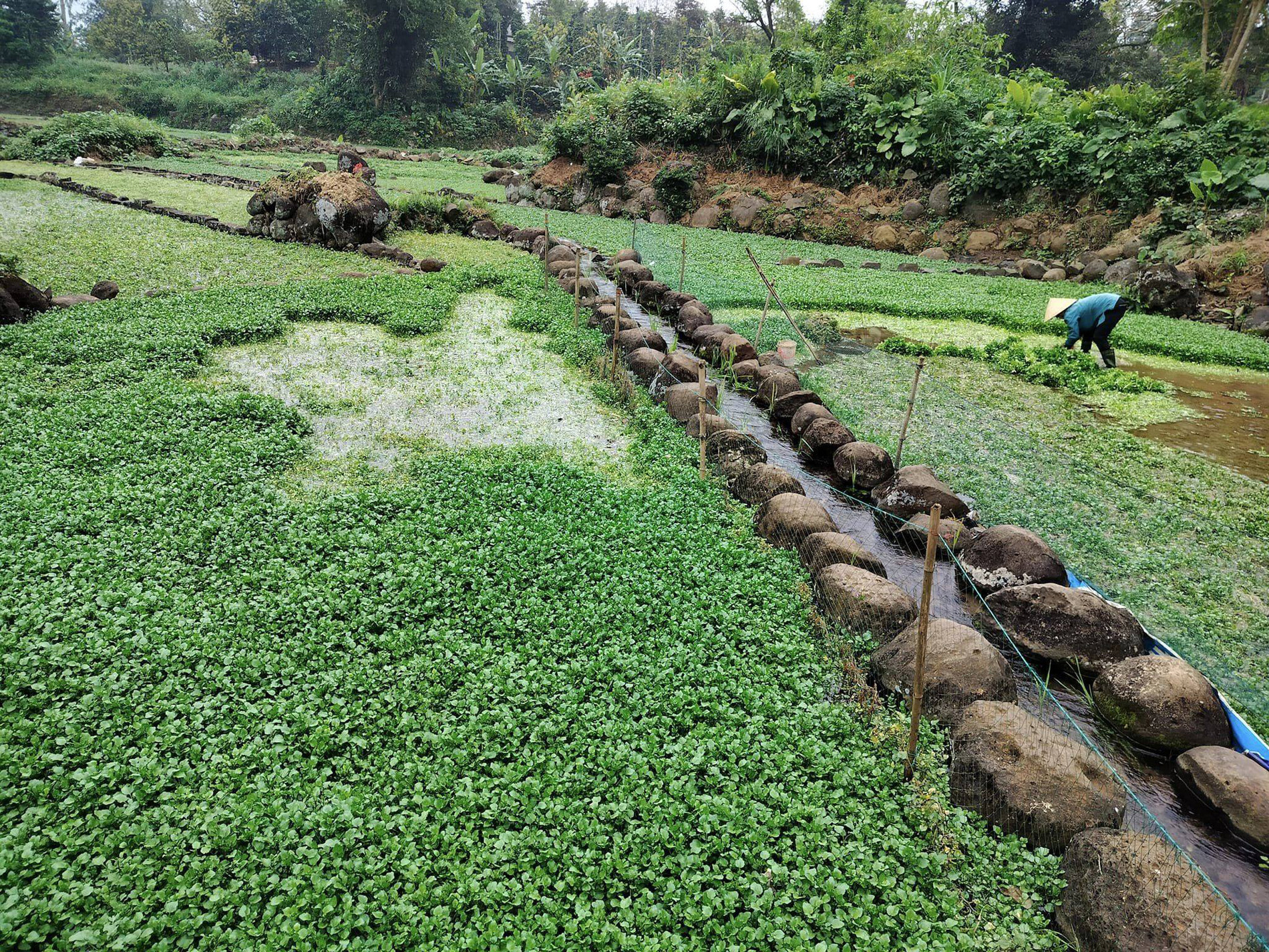 đặc sản Quảng Trị 3.jpg