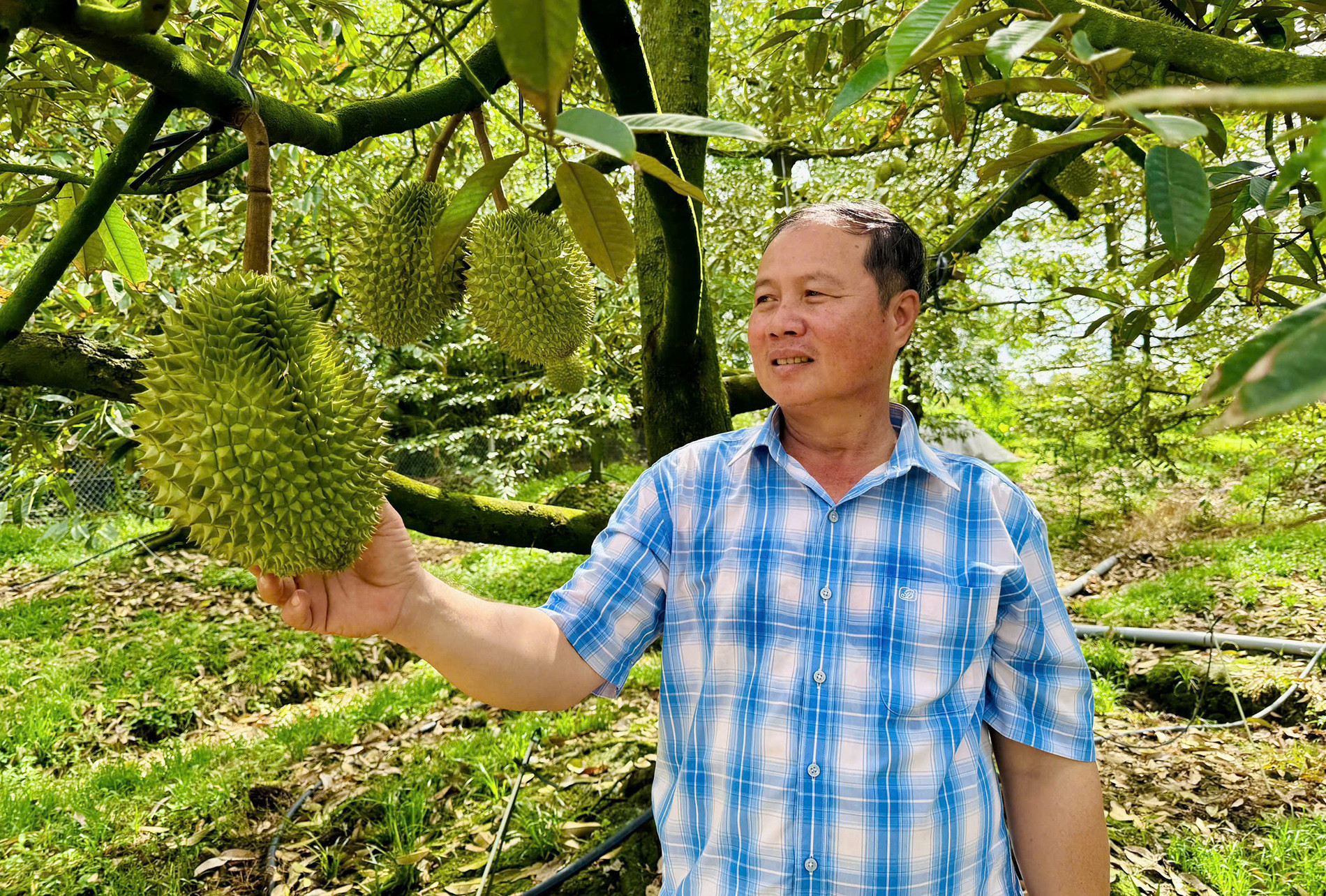Sầu riêng 12.jpg