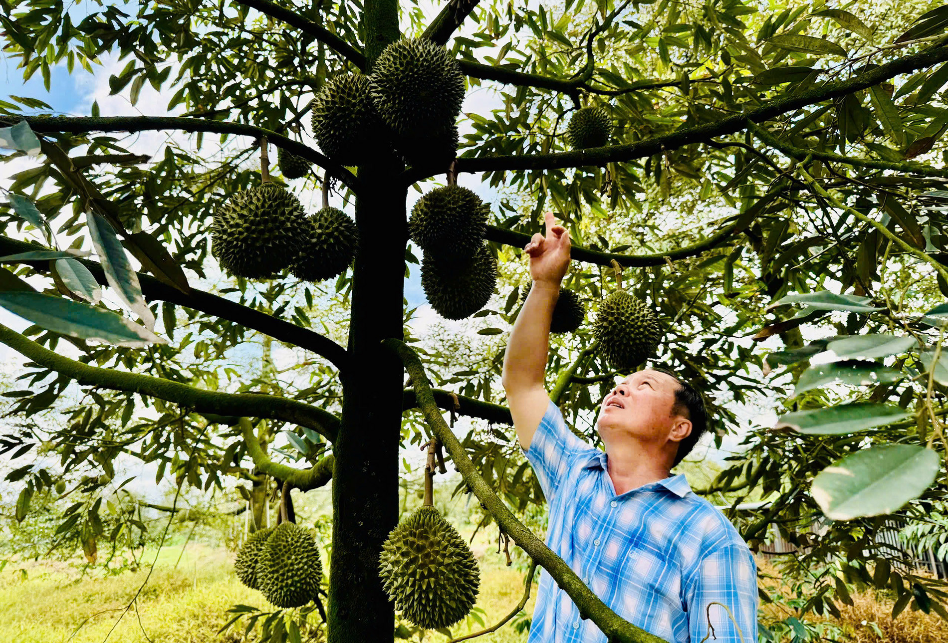Sầu riêng 3.jpg