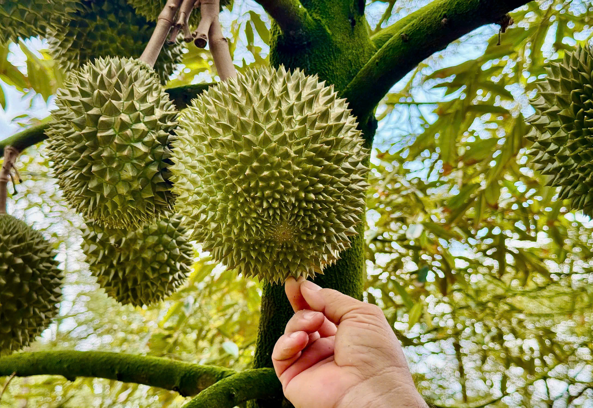 Sầu riêng 4.jpg