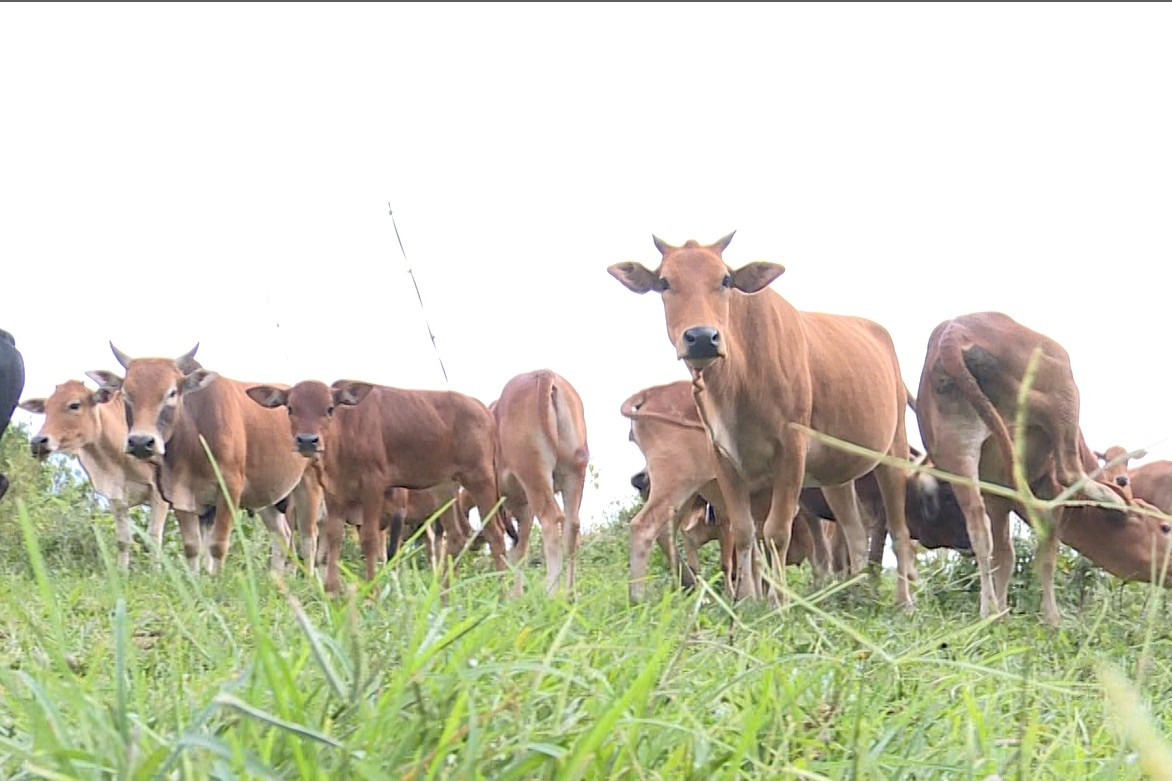 Biến chất thải chăn nuôi thành nguồn lực phát triển nông thôn mới