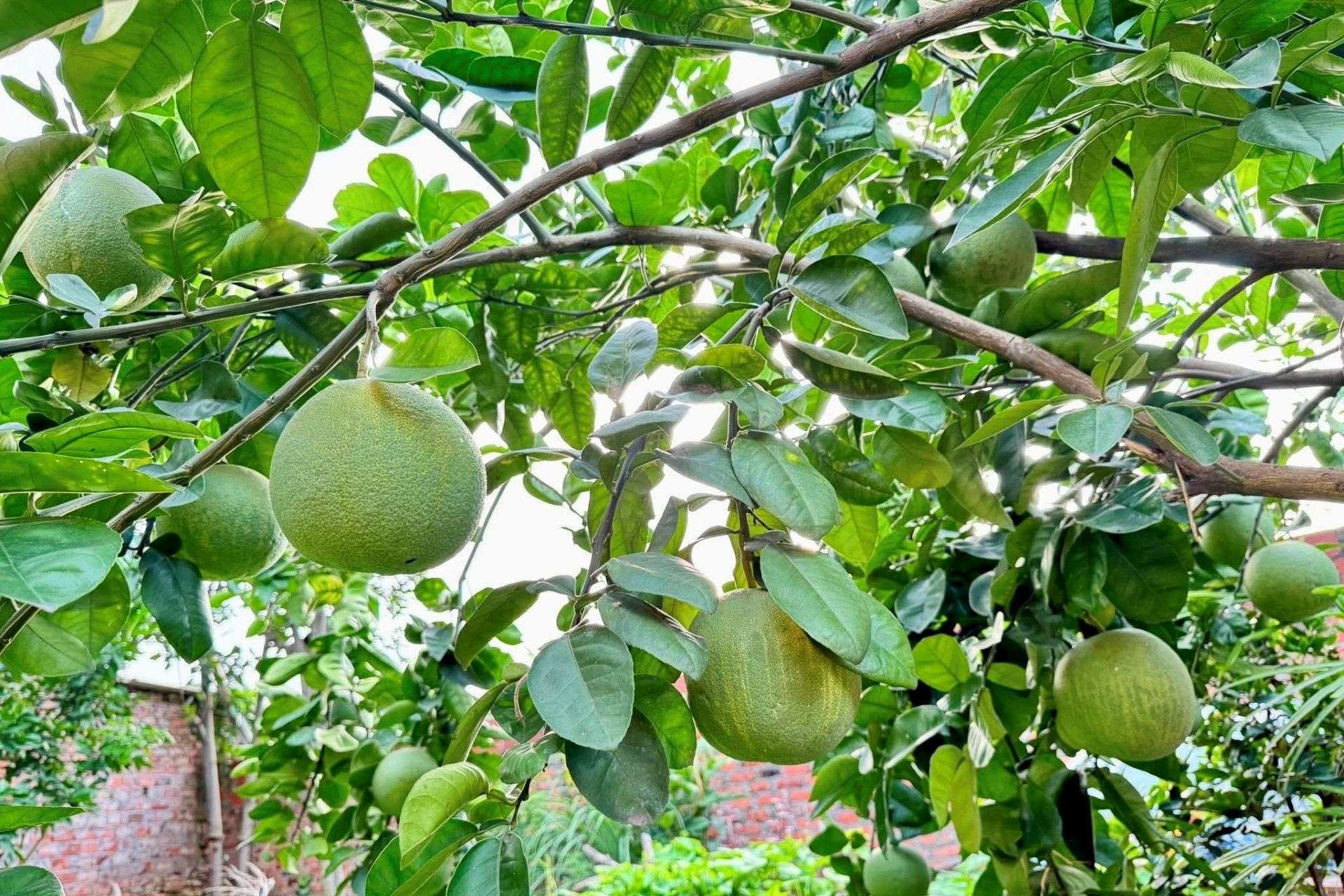 Bước tiến chiến lược cho nông nghiệp và nông thôn bền vững