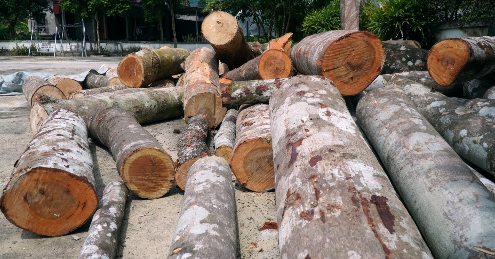 Danh tính người tự ý đốn hạ hàng chục cây gỗ ở Thanh Hóa