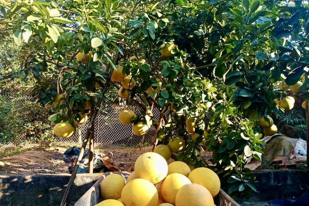 Đòn bẩy xây dựng nông nghiệp tuần hoàn thích ứng biến đổi khí hậu