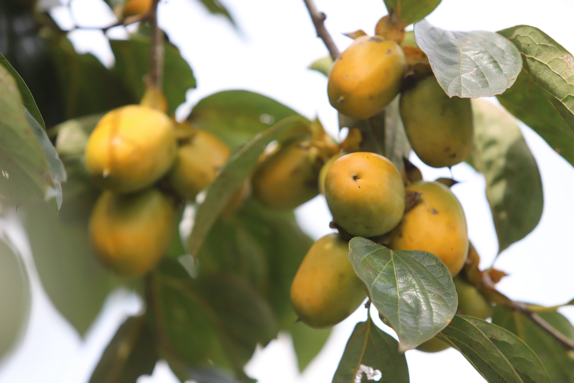 6 không khi ăn quả hồng giòn