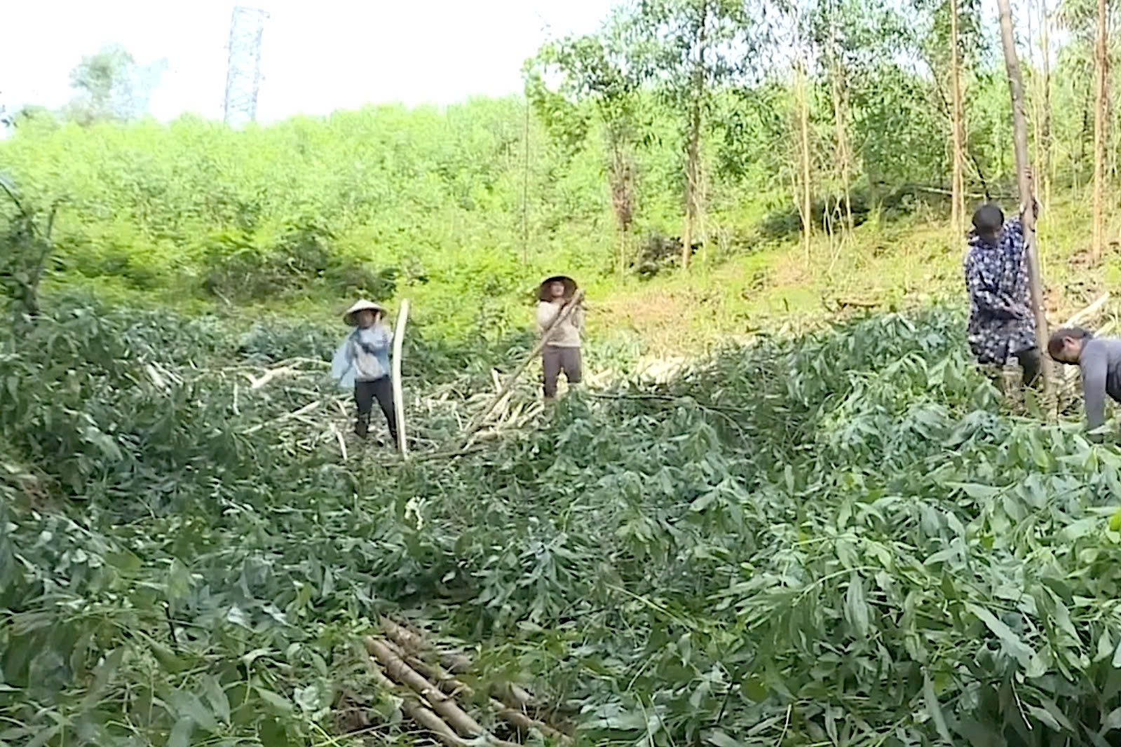 Quảng Ngãi: Hỗ trợ xây dựng, nhân rộng hơn 20 mô hình giảm nghèo bền vững