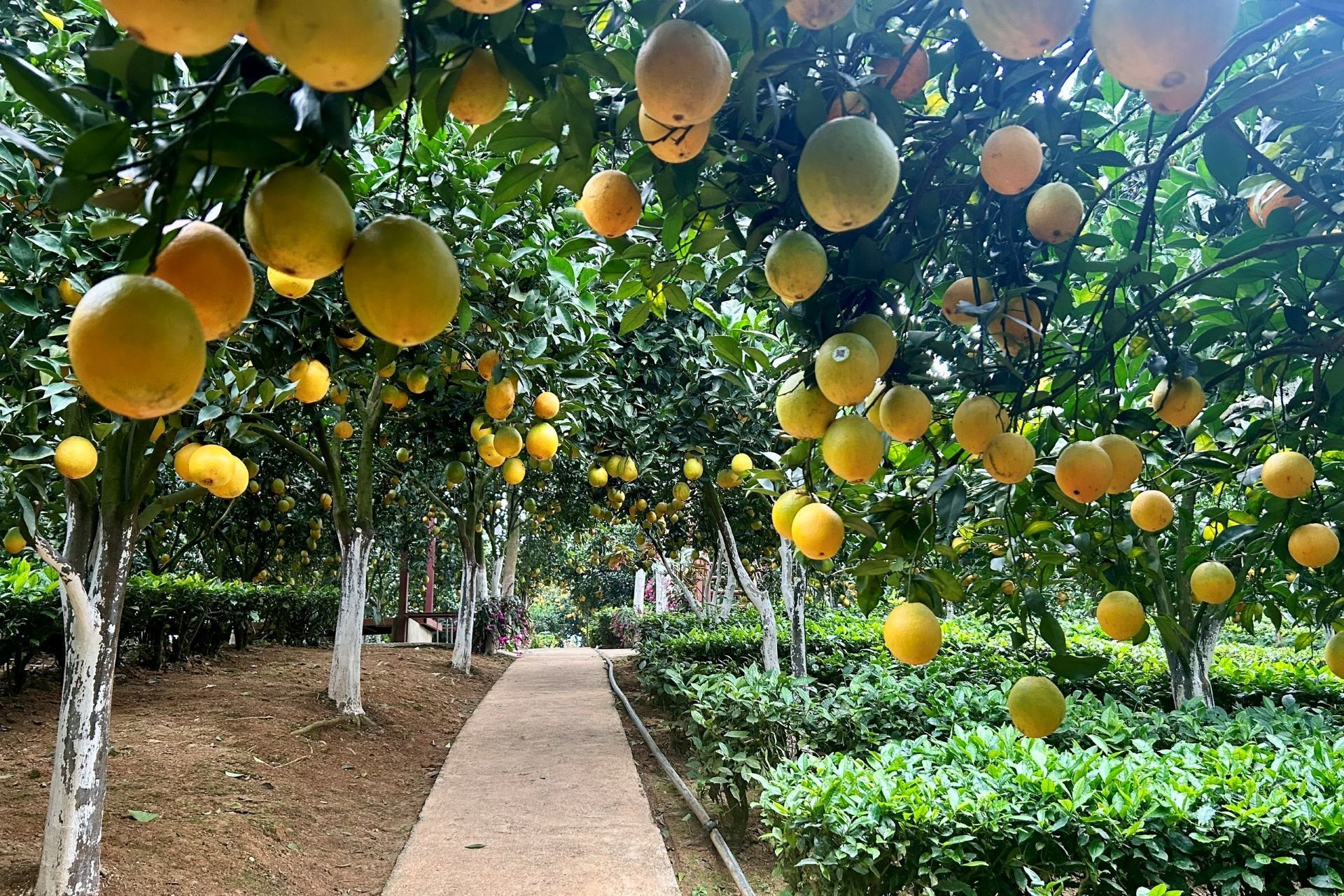 Sơn La tiên phong xây dựng kinh tế tuần hoàn trong nông nghiệp