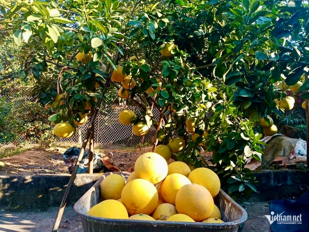 W-15. Dự án FAO 1.8.jpg