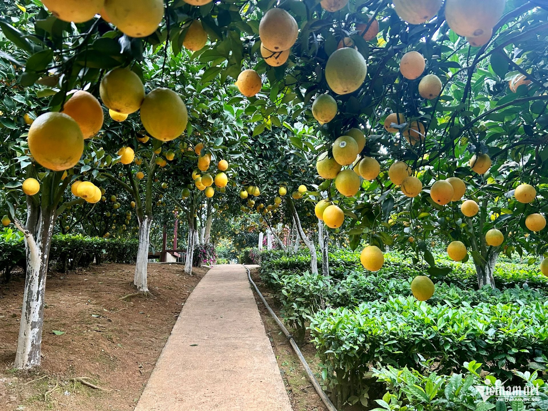 W-17. Sơn la tuần hoàn 1.8.jpg