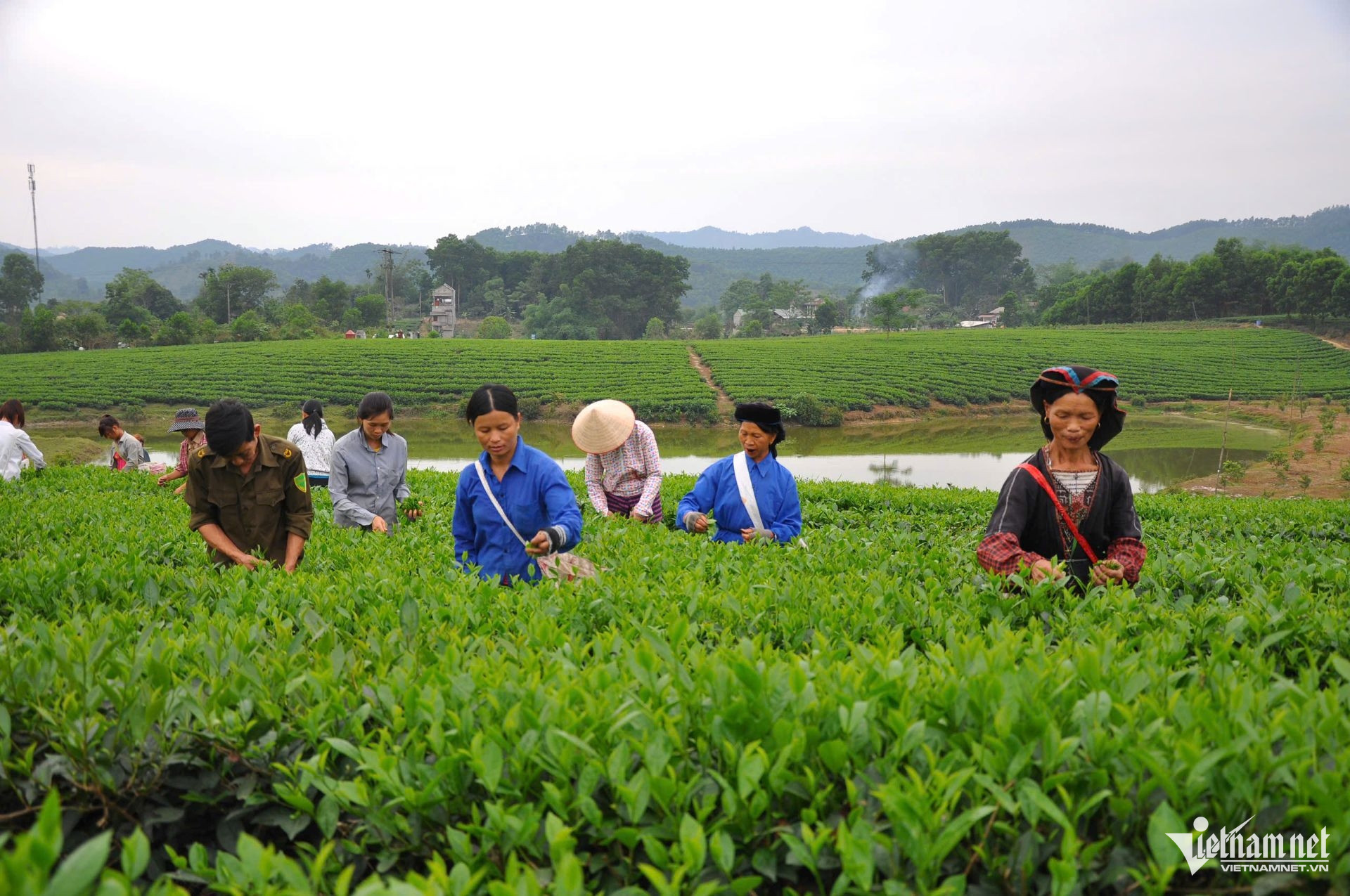 W-20. Nông thôn Tuyên Quang đổi mới từ khu vườn nhà FAO 1.8. Mô hình chè ở thôn Làng Bát, xã Hàm Yên.jpg