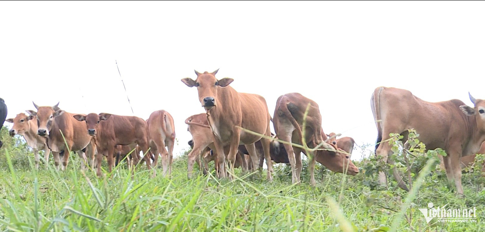 W-21. Biến chất thải FAO 1.8. 2Mô hình sinh kế chăn nuôi Bò hàng hoá tại xã Huồi Tụ, huyện Kỳ Sơn, Tỉnh Nghệ An.jpg