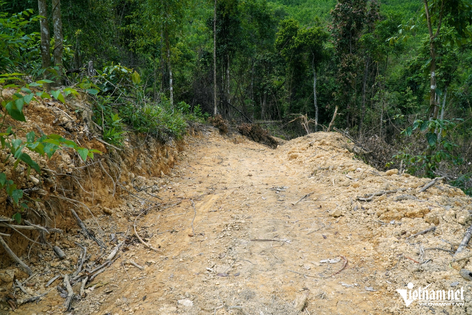 W-a1Hàng chục gốc cây rừng tự nhiên.JPG.jpg