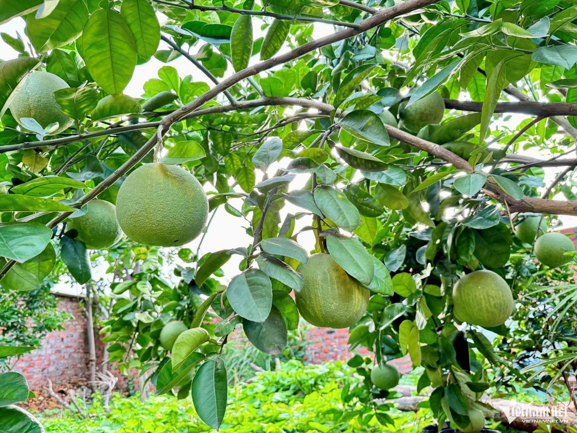 W-tin 7 Hội thảo Khởi động Dự án FAO va hoi lam vườn.jpg