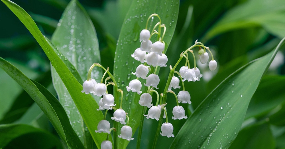 Cách trồng và ý nghĩa phong thuỷ của hoa linh lan