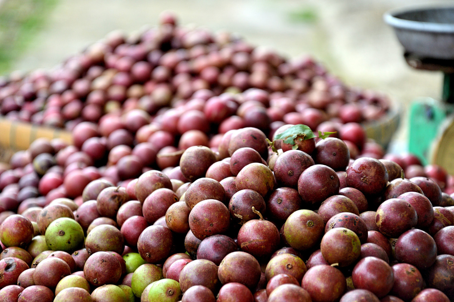 trái hồng quân   dương việt anh 1.jpg