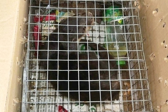 Bản tin chiều 17/9: Mang rái cá lên Facebook bán, người phụ nữ bị khởi tố