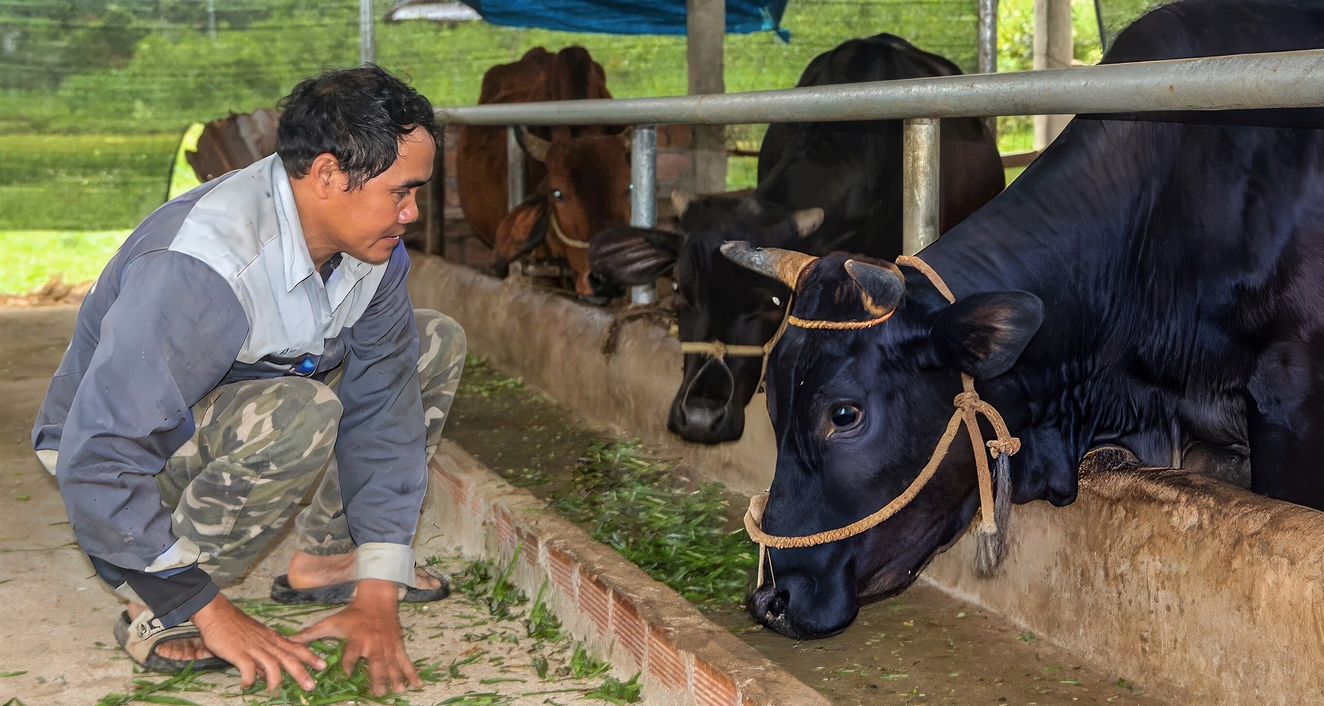 Người trẻ "dẫn đường" cho cả bản làng thoát nghèo