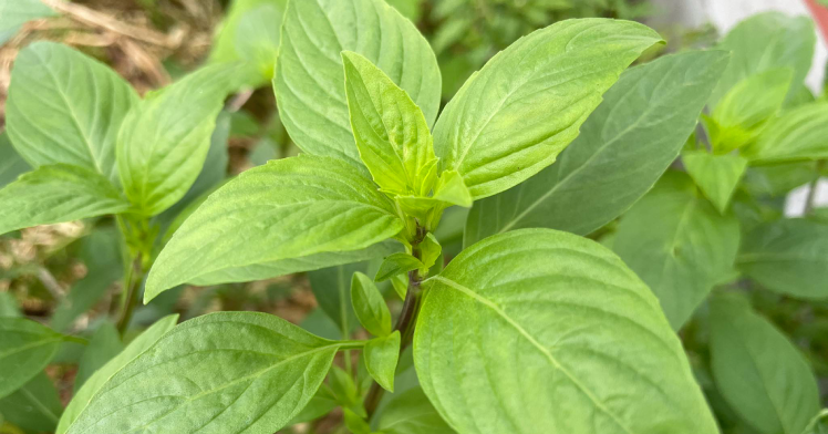 Rau húng - gia vị ‘trường thọ’, mỗi loại một tác dụng