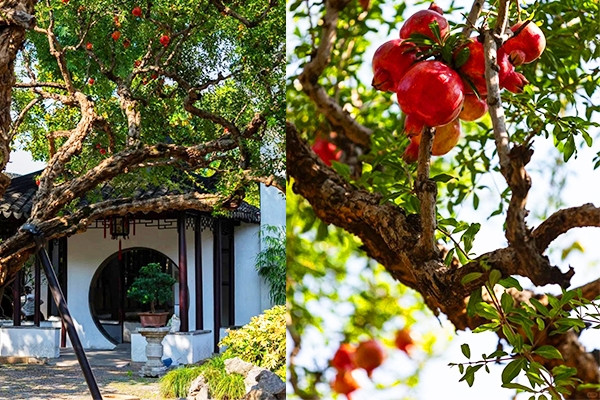 Vì sao cây lựu được giới nhà giàu Trung Quốc trồng nhiều trong vườn?