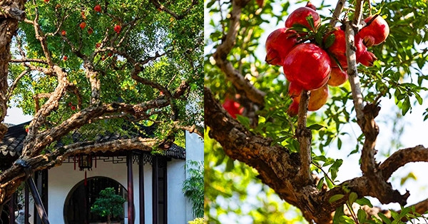 Vì sao cây lựu được giới nhà giàu Trung Quốc trồng nhiều trong vườn?
