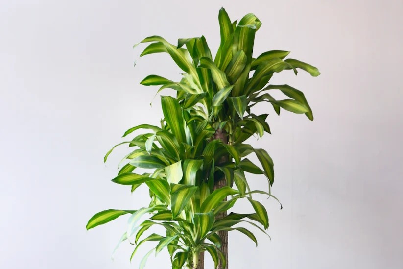 Cách trồng và ý nghĩa phong thủy của cây phát tài