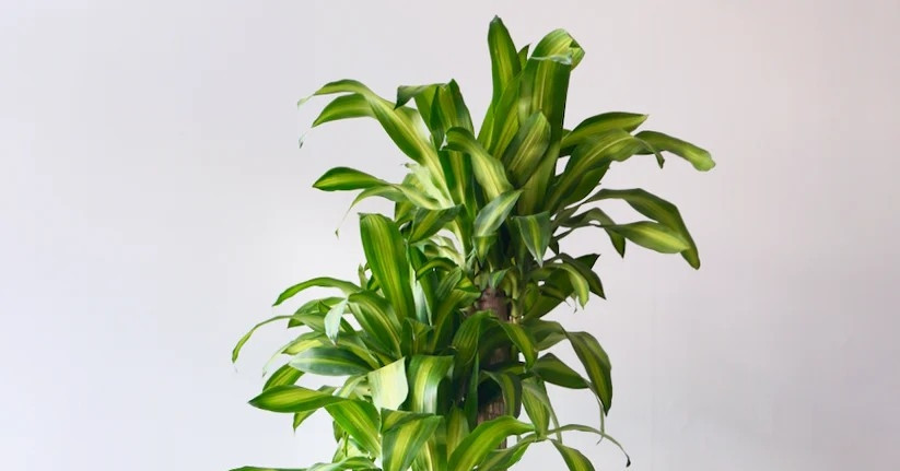 Cách trồng và ý nghĩa phong thủy của cây phát tài