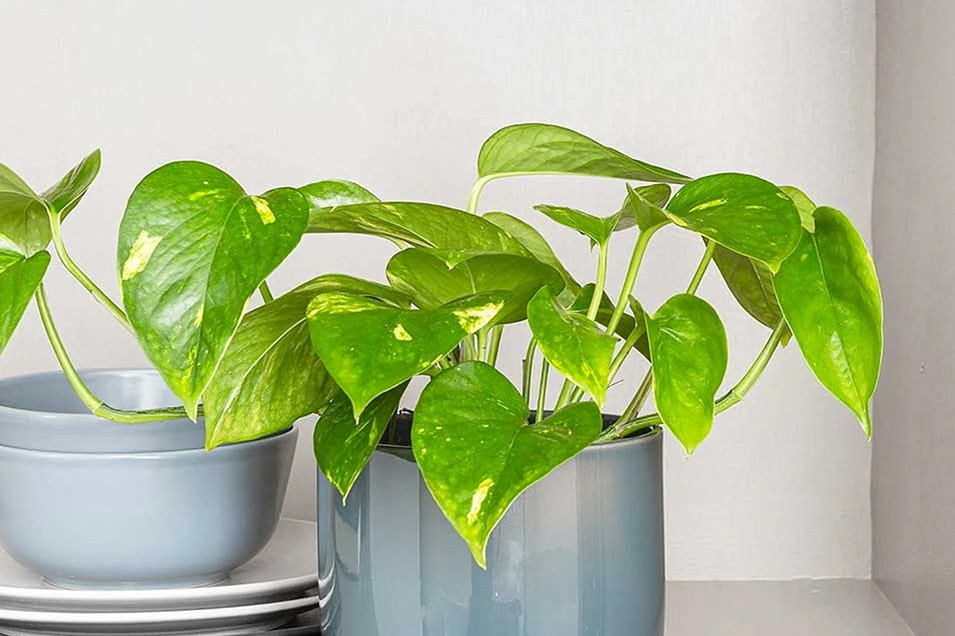 Cách trồng và ý nghĩa phong thủy của cây trầu bà