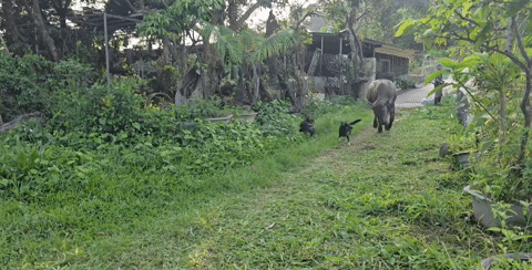 nuoi trau lam thu cung 0