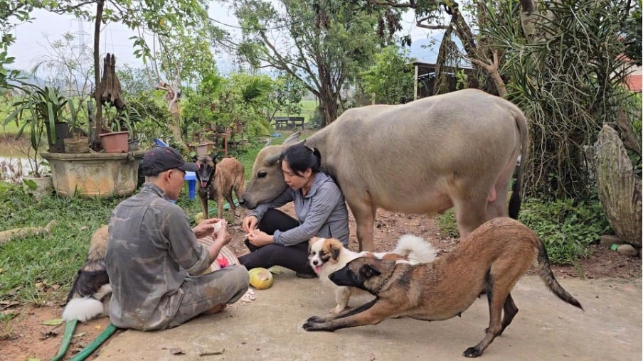 nuôi trâu làm thú cưng 00.jpg