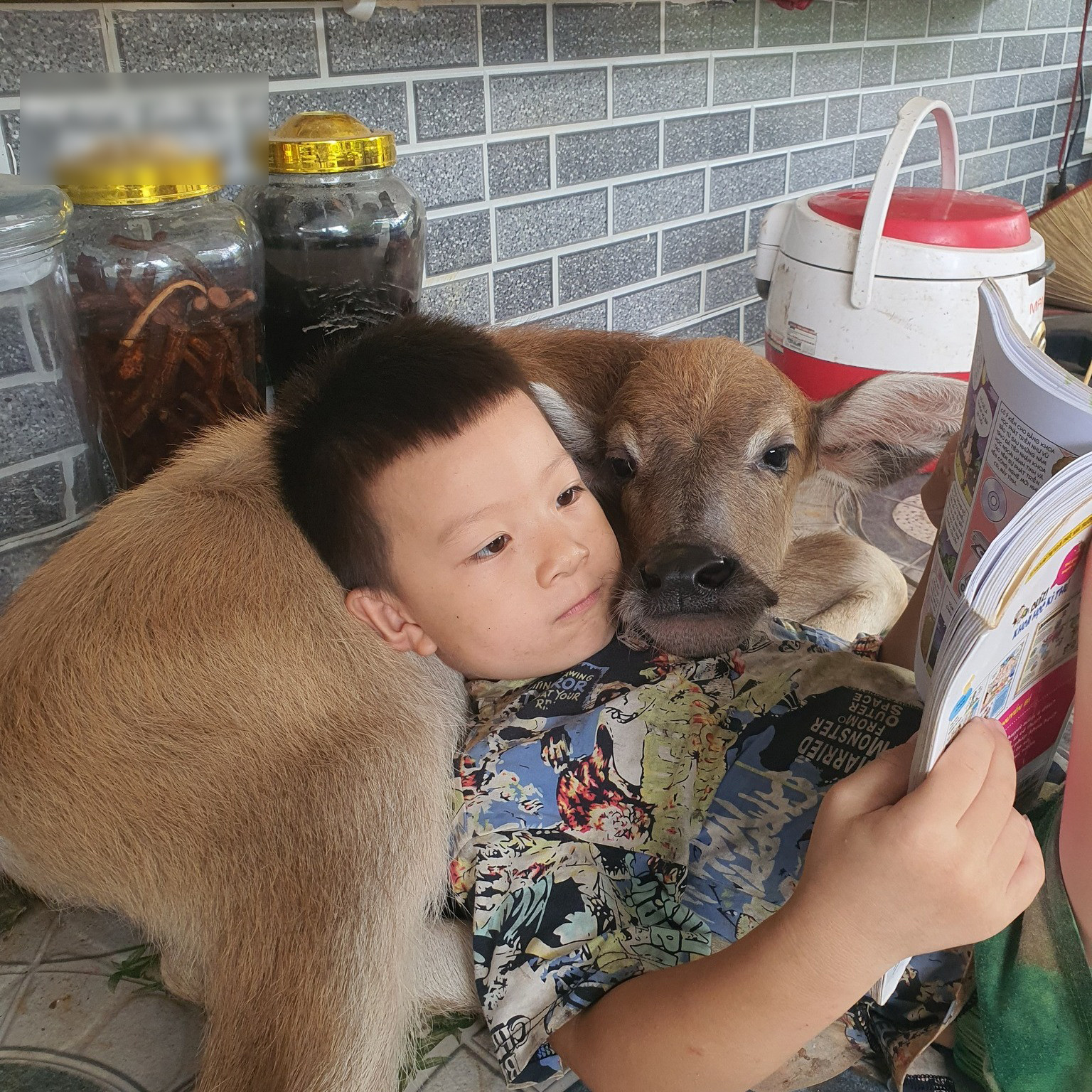 nuôi trâu làm thú cưng 2.jpg