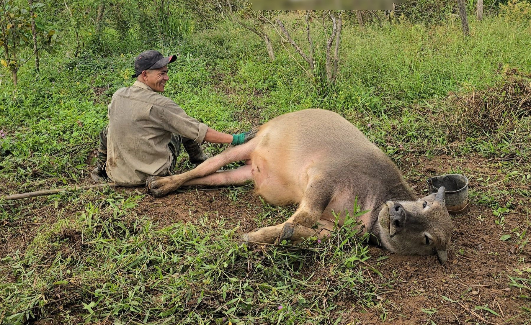 nuôi trâu làm thú cưng 6.jpg