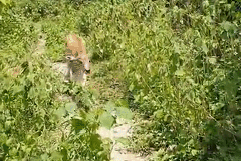 Vợ chồng Quảng Ninh nuôi chú nghé bị bỏ rơi trong rừng, chăm sóc như ‘con cưng’