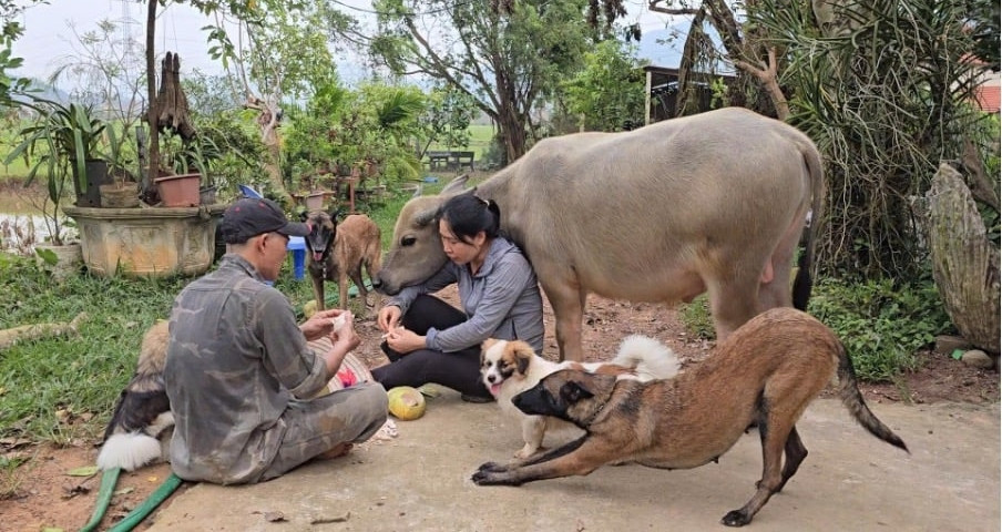 Vợ chồng Quảng Ninh nuôi chú nghé bị bỏ rơi trong rừng, chăm sóc như ‘con cưng’