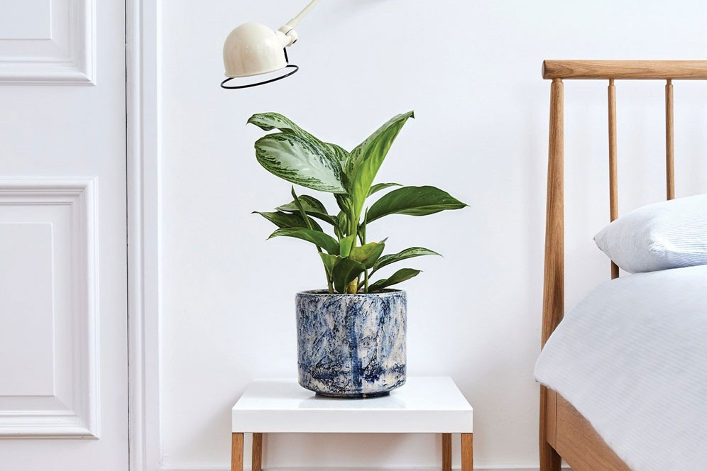 Cách trồng và ý nghĩa phong thủy của cây bạch mã hoàng tử