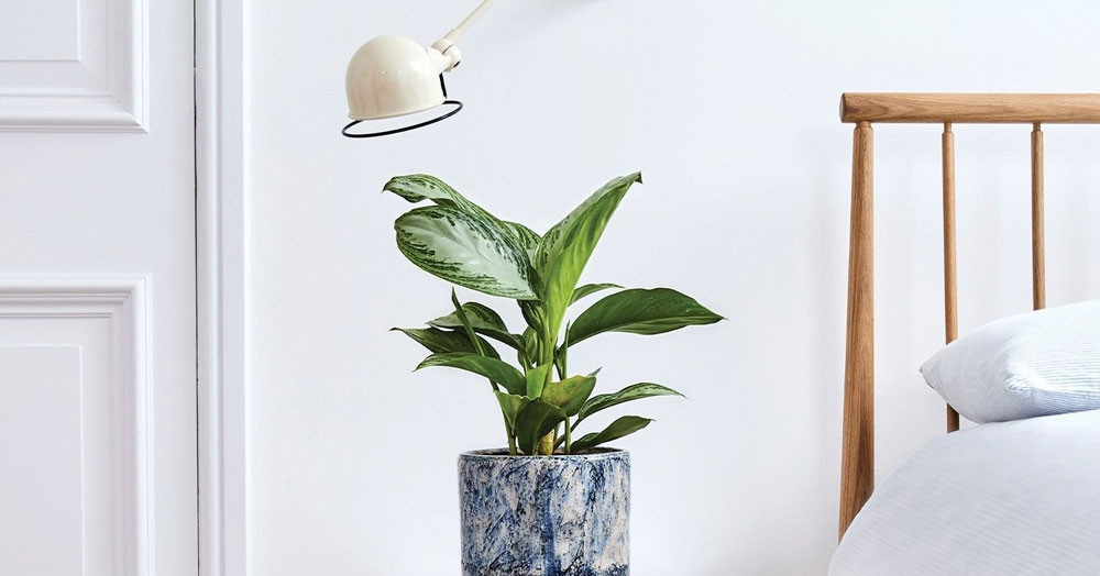 Cách trồng và ý nghĩa phong thủy của cây bạch mã hoàng tử