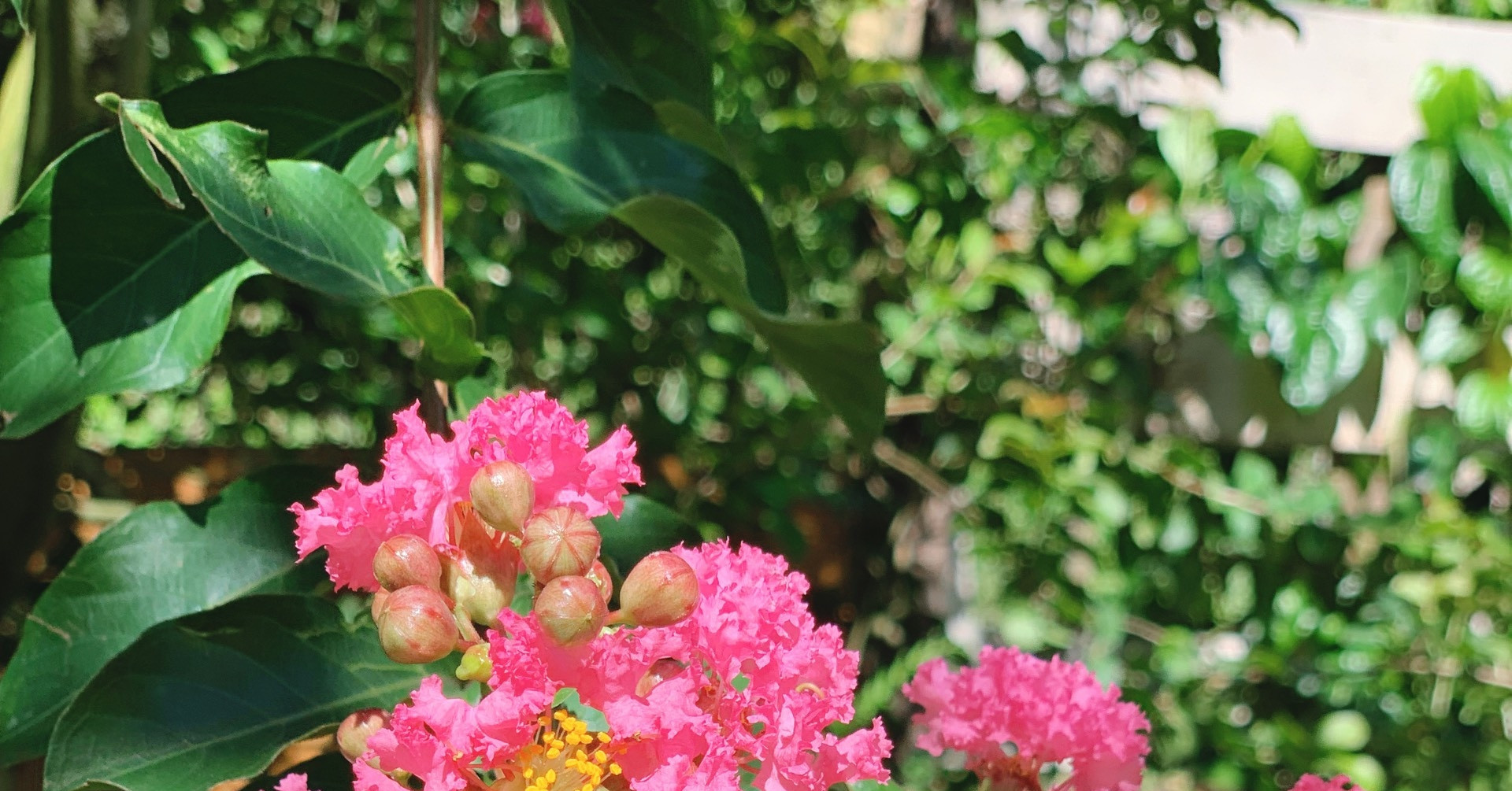 Cách trồng và ý nghĩa phong thuỷ của hoa tường vi