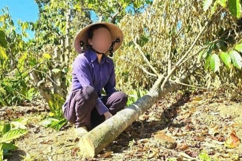 Diễn biến bất ngờ vụ anh rể phá hoại vườn cây của em vợ vì 'mâu thuẫn tình cảm'