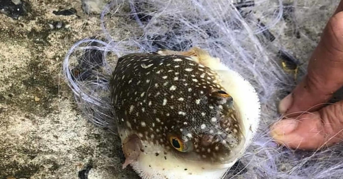 Nam thanh niên tử vong, 2 người cấp cứu sau bữa ăn cá biển