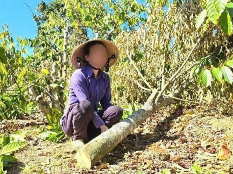 Người phụ nữ trong vụ anh rể phá hoại vườn cây bị phạt 4 triệu đồng.jpg