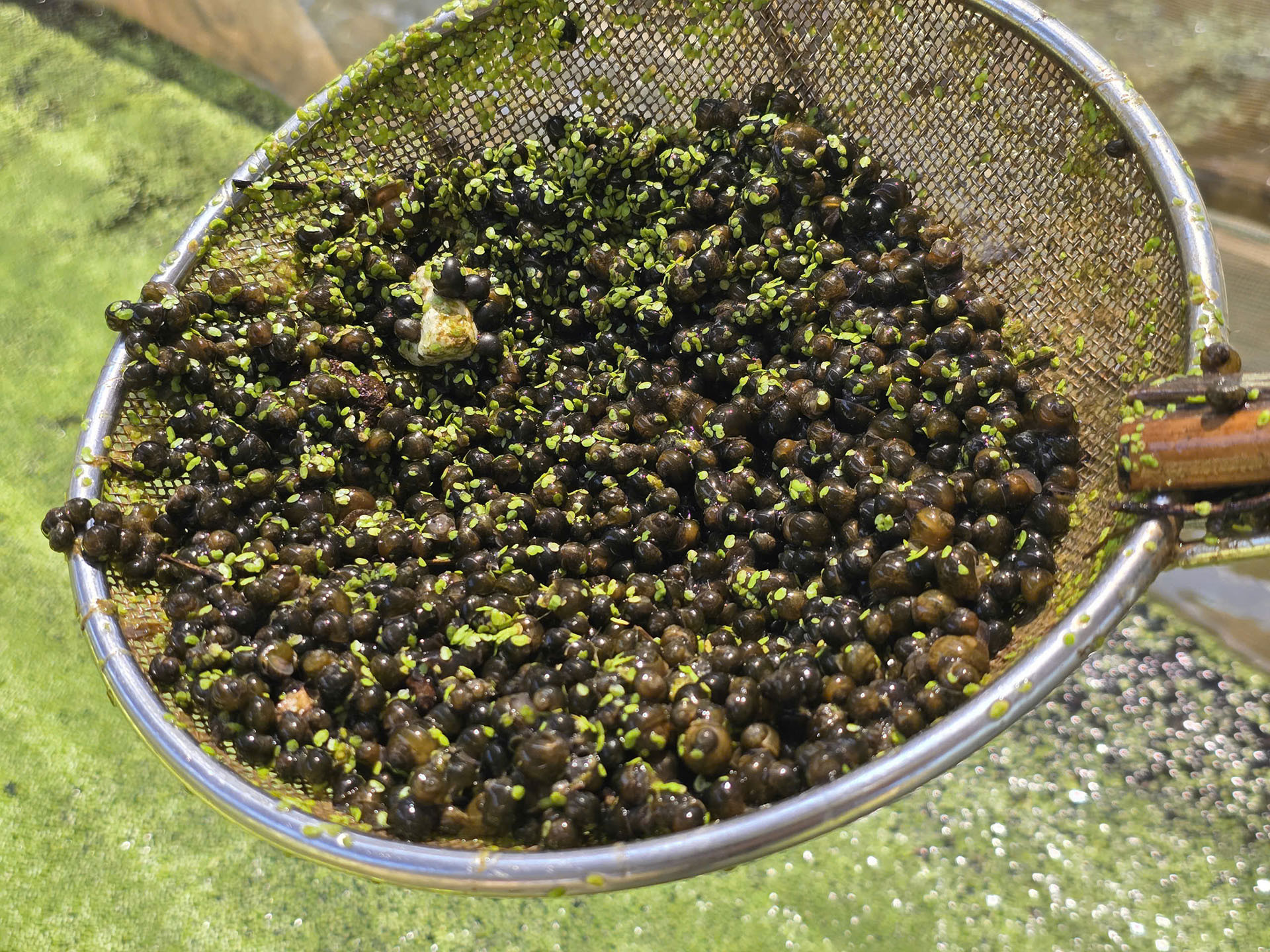 Ốc Bươu7.jpg