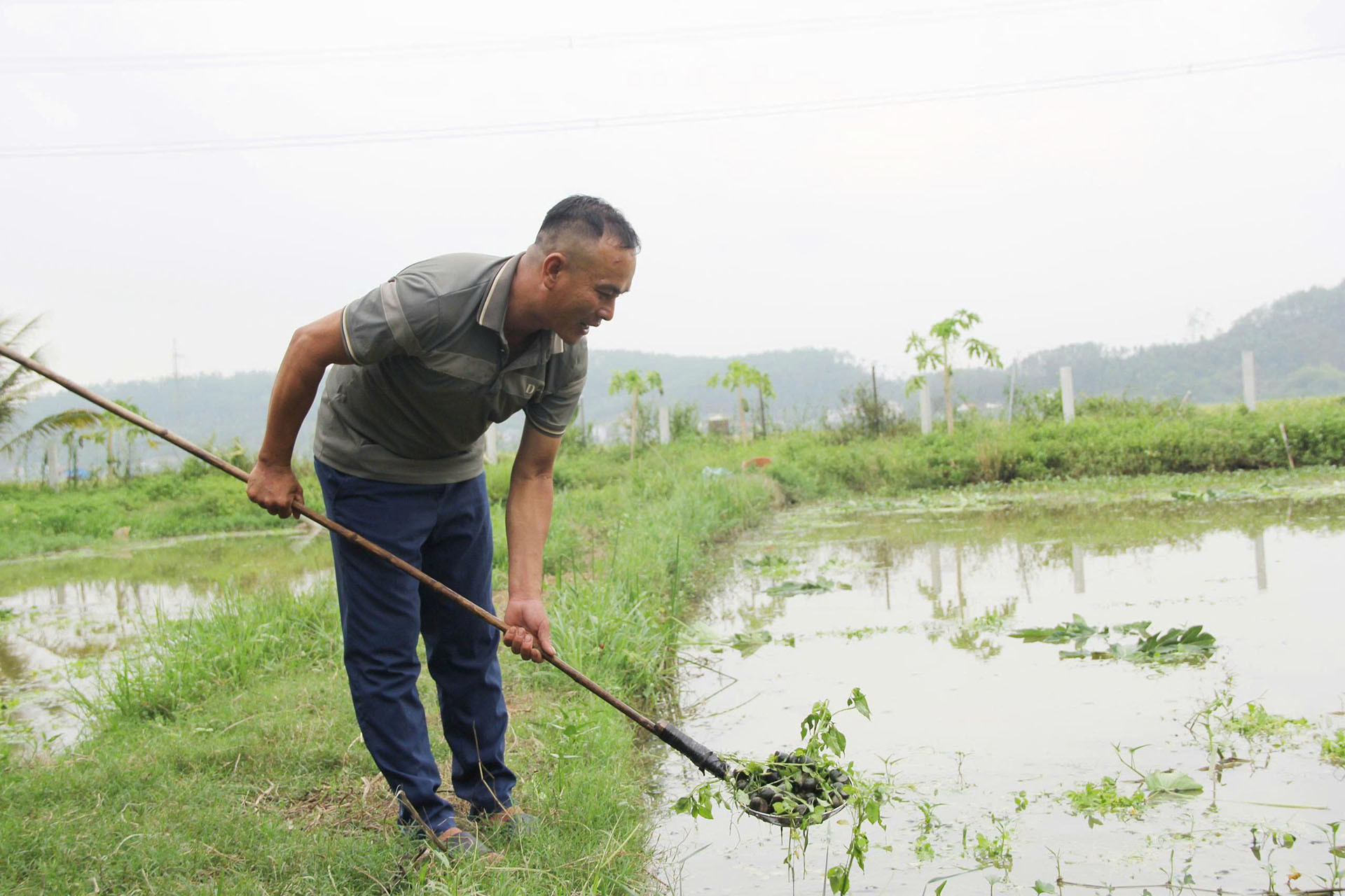 Ốc Bươu9.jpg