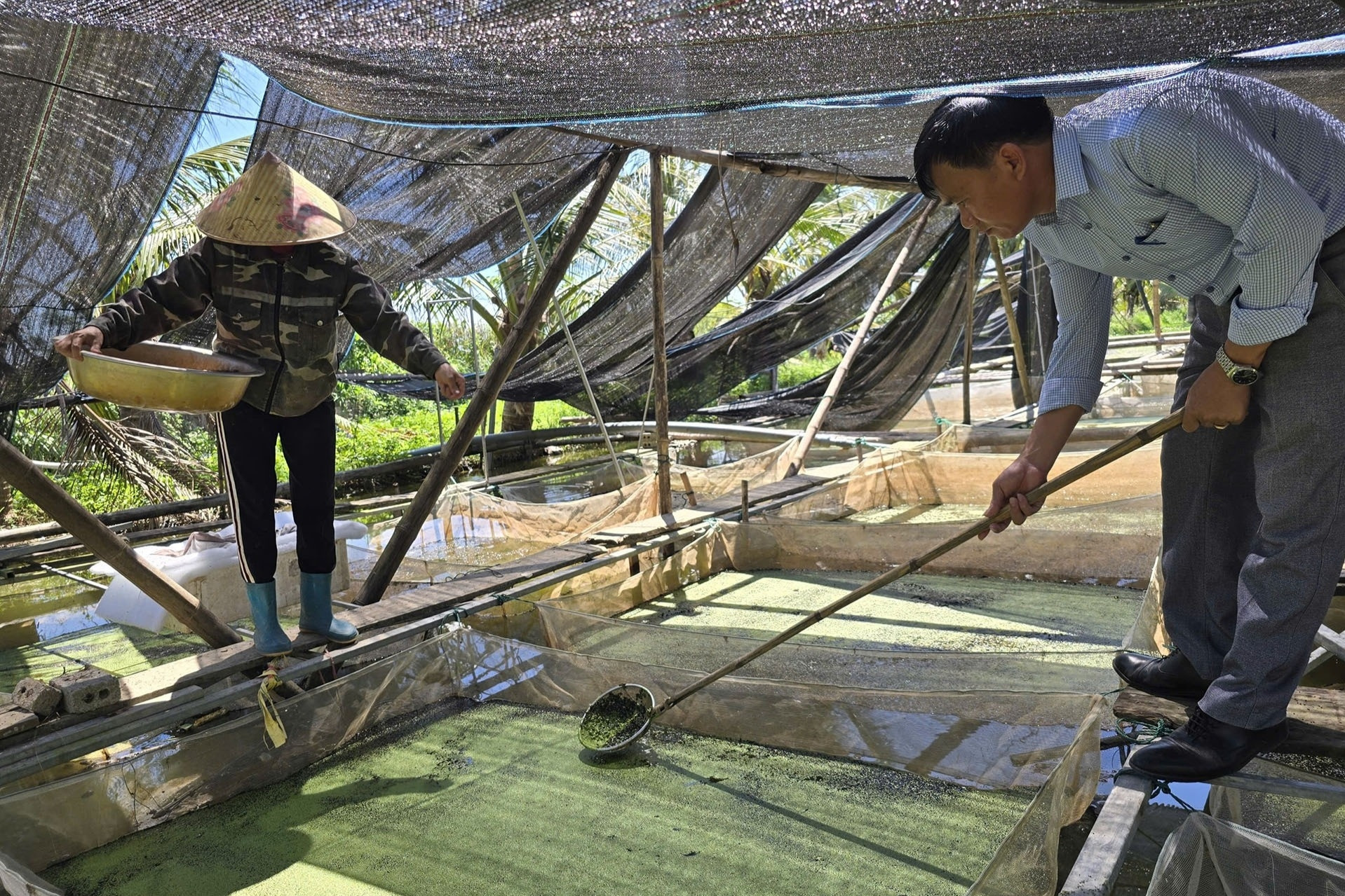 Từ vỡ nợ, trở thành tỷ phú nhờ nuôi ốc bươu đen