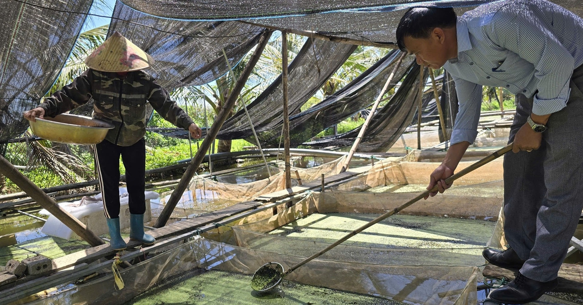 Từ vỡ nợ, trở thành tỷ phú nhờ nuôi ốc bươu đen