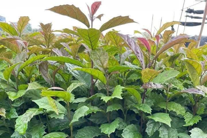 7 tác dụng và 3 lưu ý quan trọng khi dùng lá xạ đen